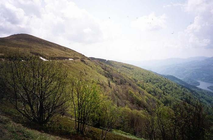 vogesen_wald.jpg (41794 Byte)
